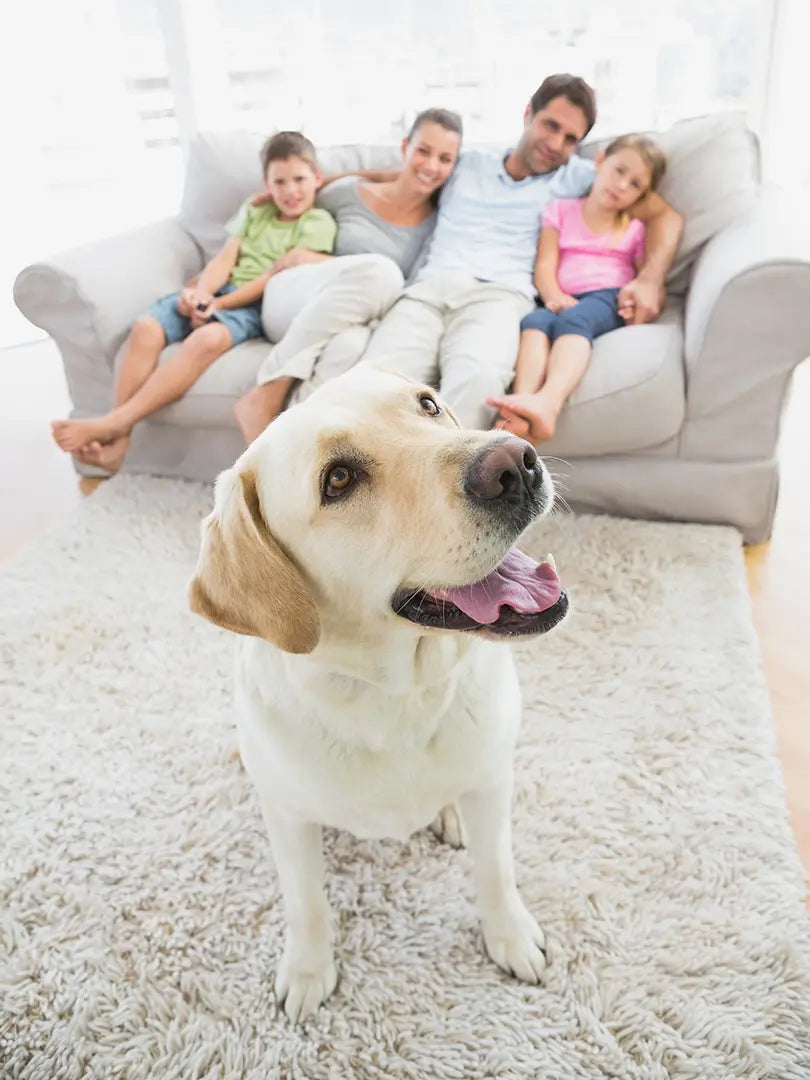 Family on a sofa with their dog on the carpet